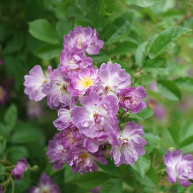 Rosier grimpant 'Veilchenblau' - Rosa | Achat direct au producteur