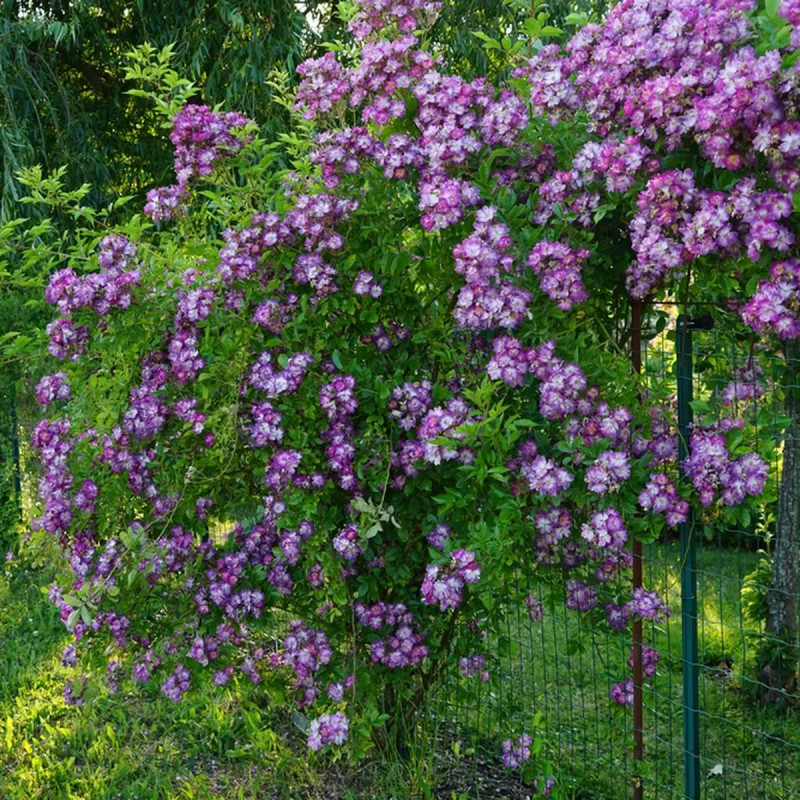 Rosier grimpant 'Veilchenblau' - Rosa | Achat direct au producteur