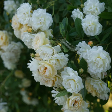 Rosier grimpant 'Ghislaine Féligonde' - Rosa | Achat producteur
