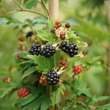 Mûre 'Thornless Evergreen' - Rubus | Achat direct au producteur
