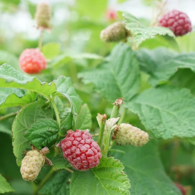 Mûre-framboise 'Loganberry' - Rubus | Achat direct au producteur