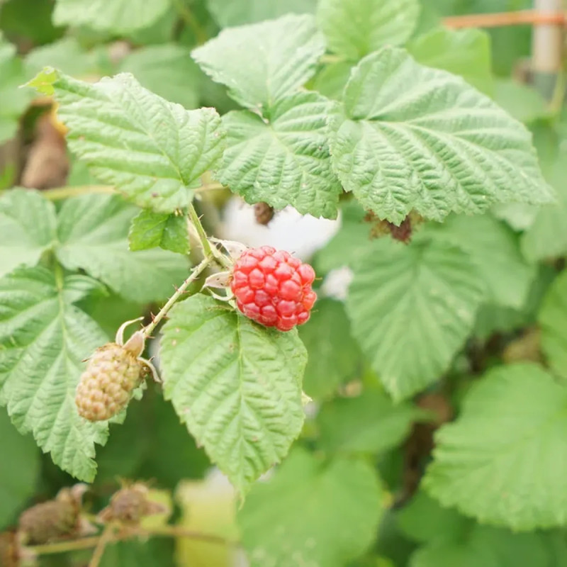 Mûre-framboise 'Loganberry' - Rubus | Achat direct au producteur