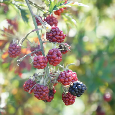 Mûre 'Géante des jardins' - Rubus | Achat direct au producteur