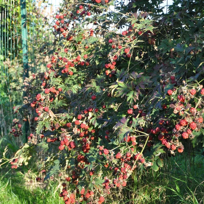 Mûre 'Géante des jardins' - Rubus | Achat direct au producteur
