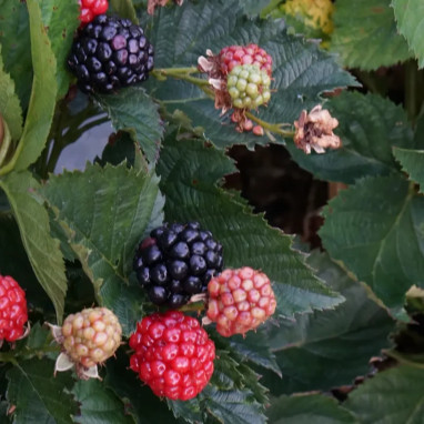 Mûre 'Reuben' - Rubus fruticosus | Achat direct au producteur