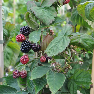 Mûre 'Triple Crown' - Rubus | Achat direct au producteur