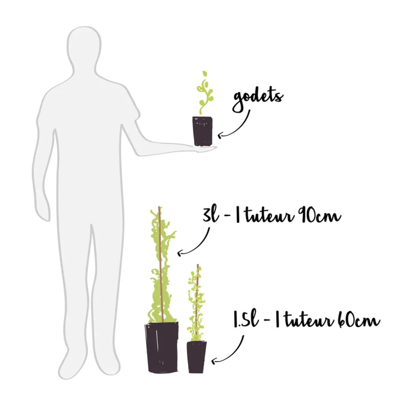 Mûre 'Triple Crown' - Rubus | Achat direct au producteur