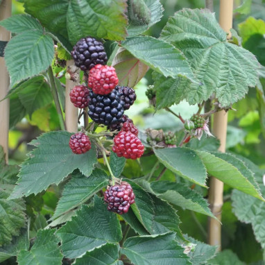 Mûre 'Thornfree' - Rubus fruticosus | Achat direct au producteur