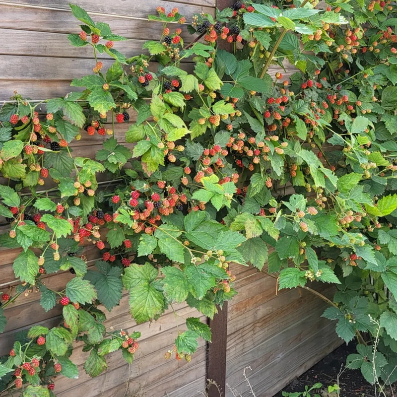 Mûre 'Thornfree' - Rubus fruticosus | Achat direct au producteur