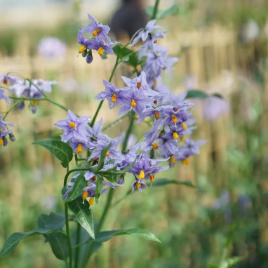 Solanum 'Glasnevin' - Solanum | Achat direct au producteur