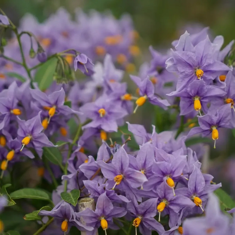 Solanum 'Glasnevin' - Solanum | Achat direct au producteur