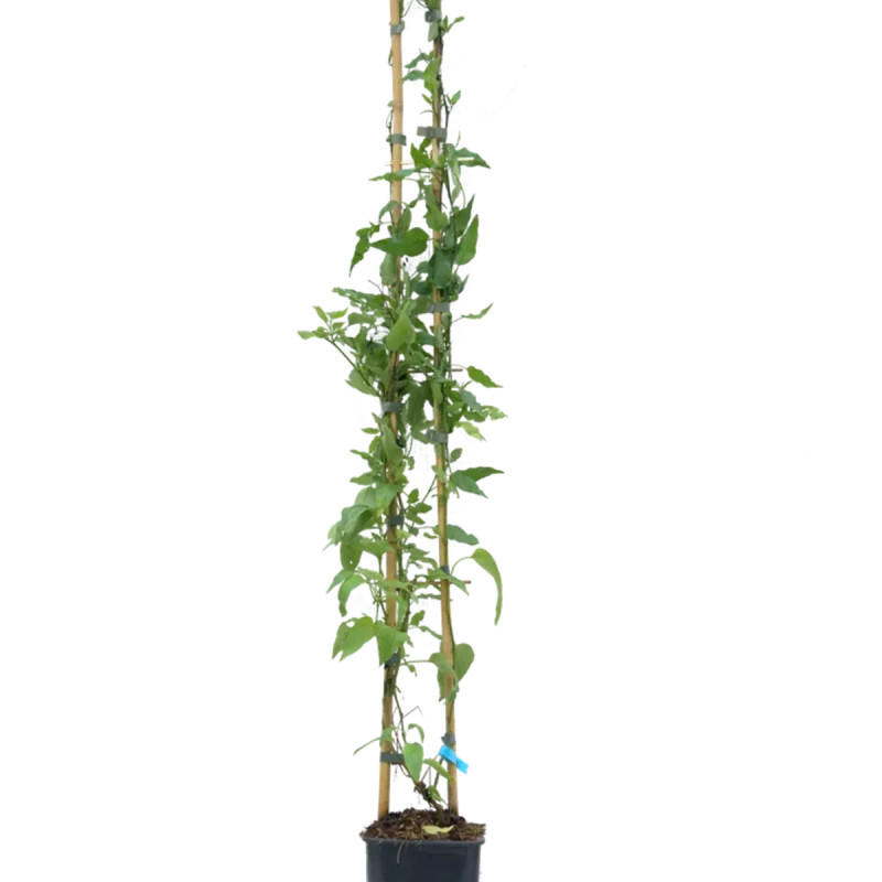 Solanum 'Glasnevin' - Solanum | Achat direct au producteur