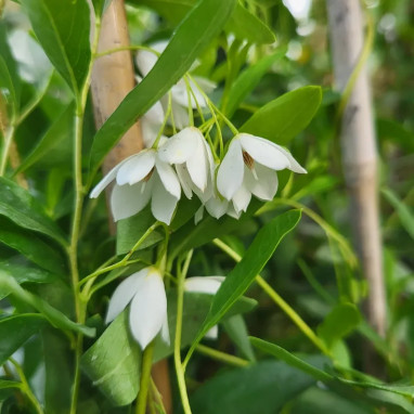 Sollya heterophylla 'Alba' - Sollya | Achat direct au producteur