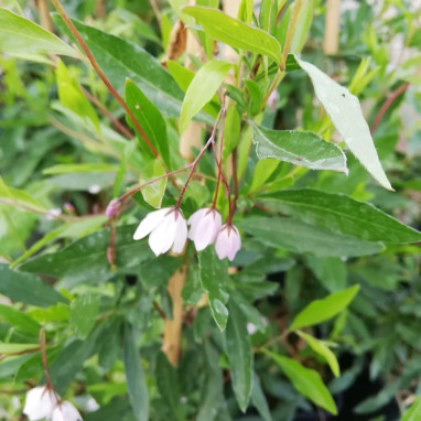 Sollya heterophylla 'Rosea' - Sollya | Achat direct au producteur