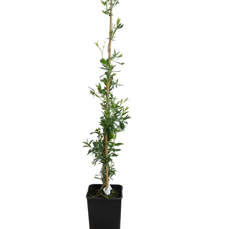 Sollya heterophylla 'Rosea' - Sollya | Achat direct au producteur