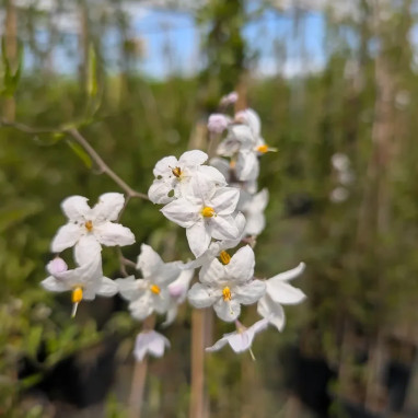 Solanum jasminoides blanc 'Album' - Solanum | Achat producteur