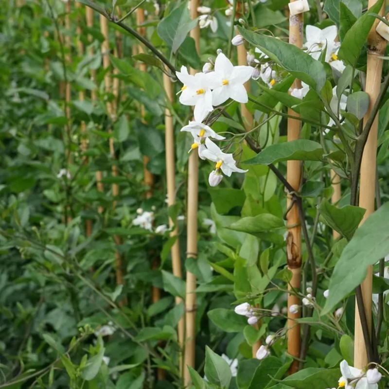 Solanum jasminoides blanc 'Album' - Solanum | Achat producteur