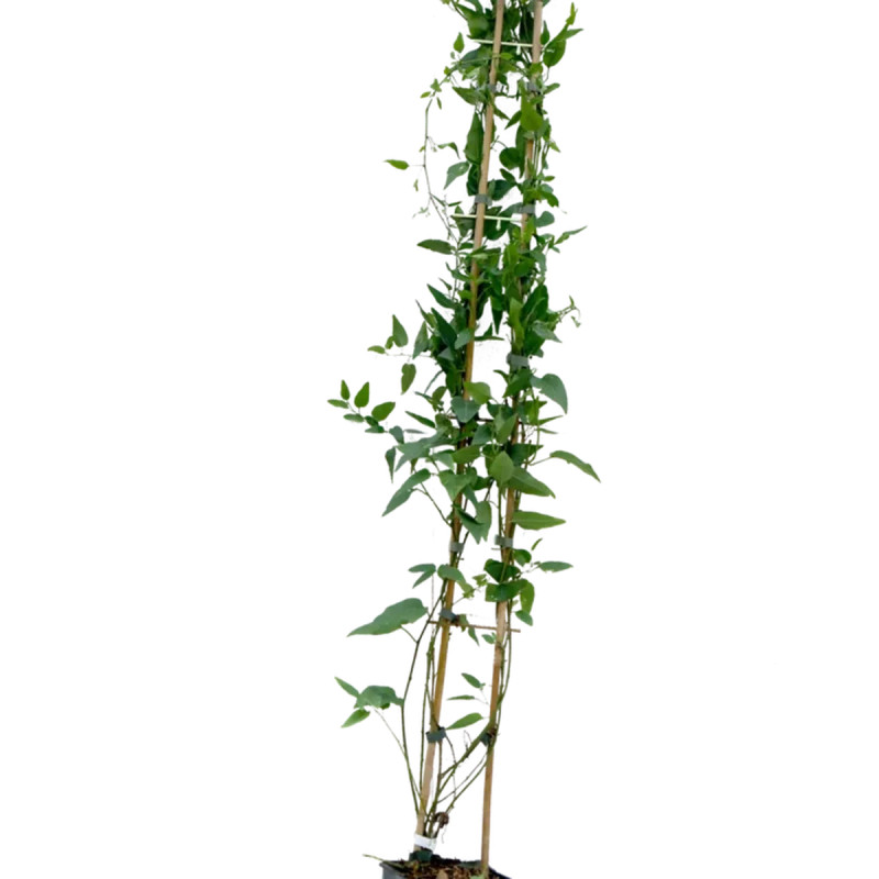 Solanum jasminoides blanc 'Album' - Solanum | Achat producteur