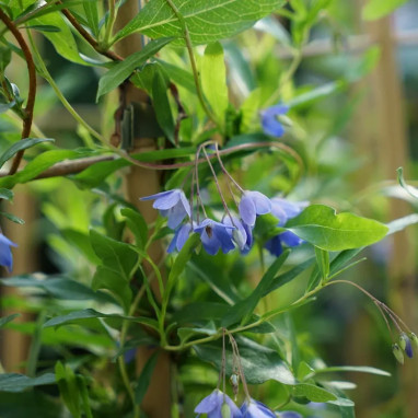 Sollya heterophylla | Achat direct au producteur