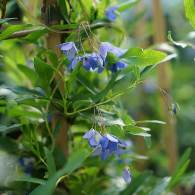 Sollya heterophylla | Achat direct au producteur