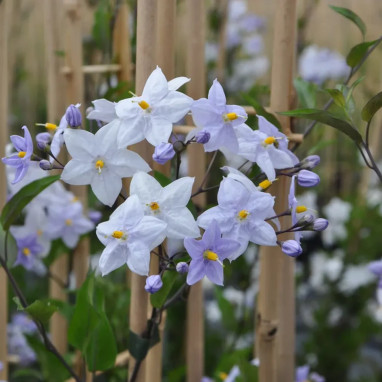 Solanum jasminoides bleu - Solanum | Achat direct au producteur