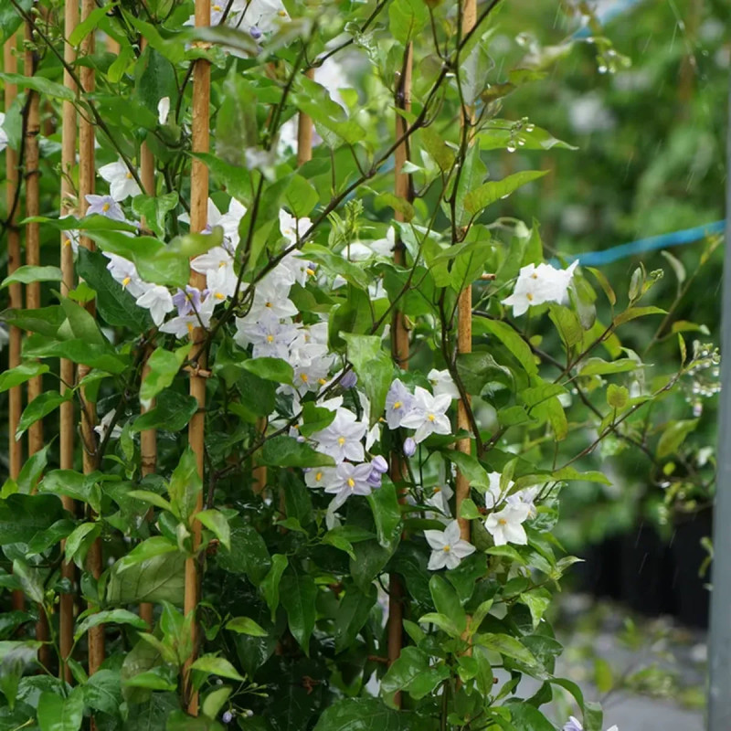 Solanum jasminoides bleu - Solanum | Achat direct au producteur