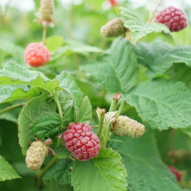Mûre-framboise 'Tayberry' - Rubus | Achat direct au producteur
