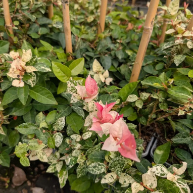 Jasmin étoilé Asiaticum 'Tricolor' - Trachelospermum | Achat producteur