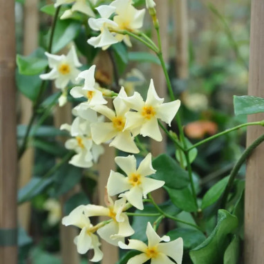 Jasmin étoilé Asiaticum - Trachelospermum | Achat producteur