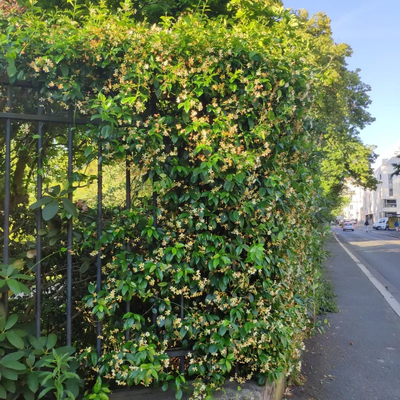 Jasmin étoilé Asiaticum - Trachelospermum | Achat producteur