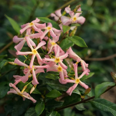 Jasmin étoilé Asiaticum rose - Trachelospermum | Achat producteur