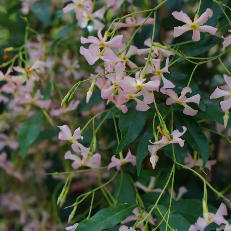 Jasmin étoilé Asiaticum rose - Trachelospermum | Achat producteur