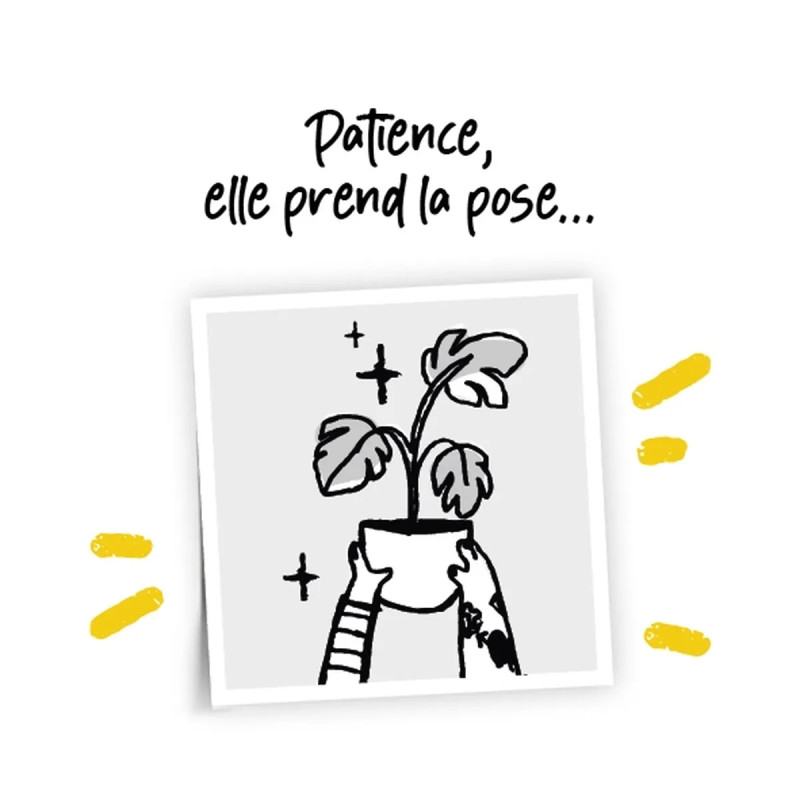 Jasmin étoilé 'Waterwheel' - Trachelospermum | Achat producteur