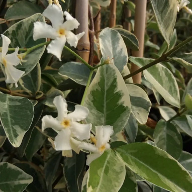 Jasmin étoilé 'Variegatum' - Trachelospermum | Achat producteur