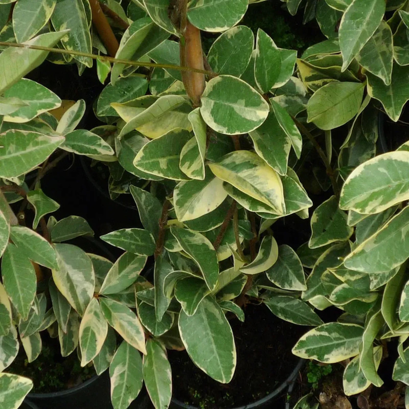 Jasmin étoilé 'Variegatum' - Trachelospermum | Achat producteur