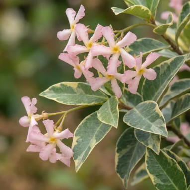 Jasmin étoilé Asiaticum 'Star of Milano' - Trachelospermum | Achat producteur