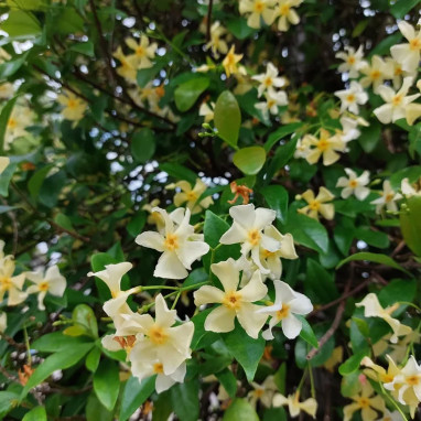 Jasmin étoilé 'Star of Toscane' - Trachelospermum | Achat producteur