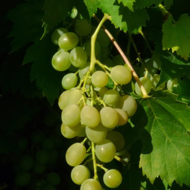 Vigne 'Ampelia® Amandin' - Vitis | Achat direct au producteur