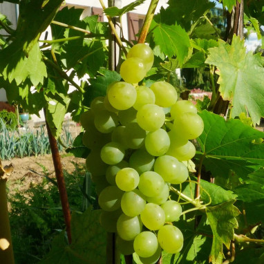 Vigne 'Ampelia® Perdin' - Vitis | Achat direct au producteur