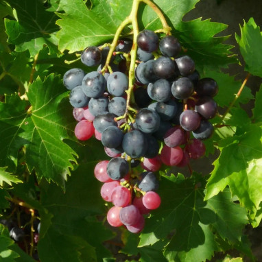Vigne 'Ampelia® Aladin' - Vitis | Achat direct au producteur