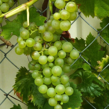 Vigne 'Chasselas Doré' - Vitis vinifera | Achat direct au producteur