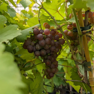 Vigne 'Chasselas Rose' - Vitis vinifera | Achat direct au producteur