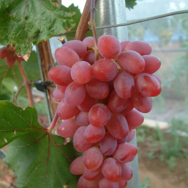 Vigne 'Katharina' - Vitis | Achat direct au producteur