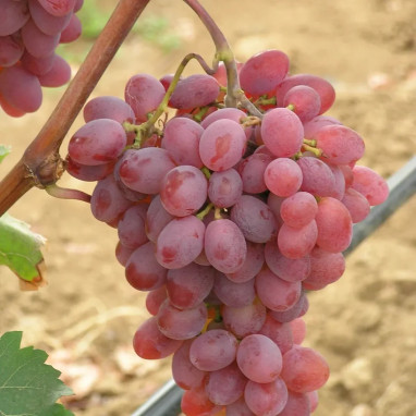 Vigne 'Italia Ruby' - Vitis vinifera | Achat direct au producteur