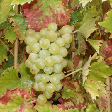 Vigne 'Italia' - Vitis vinifera | Achat direct au producteur