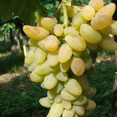 Vigne 'Cornichon blanc' - Vitis | Achat direct au producteur