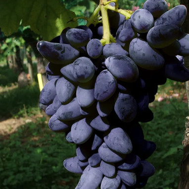 Vigne 'Cornichon violet' - Vitis | Achat direct au producteur