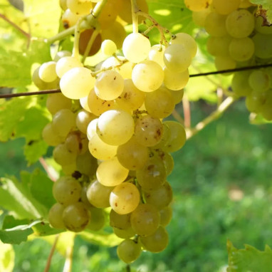 Vigne 'Madeleine Royale' - Vitis | Achat direct au producteur