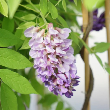 Glycine 'Amethyst Falls' - Wisteria | Achat direct au producteur