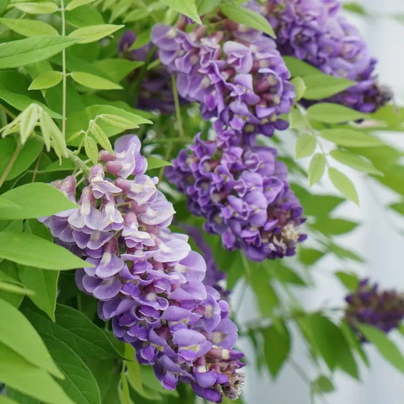 Glycine 'Amethyst Falls' - Wisteria | Achat direct au producteur